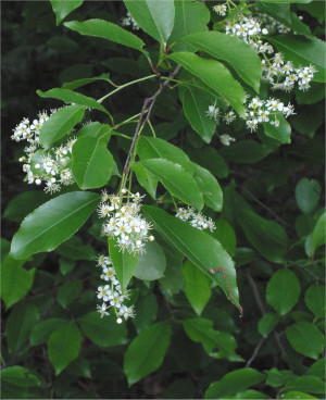 Wild Black Cherry Flowers